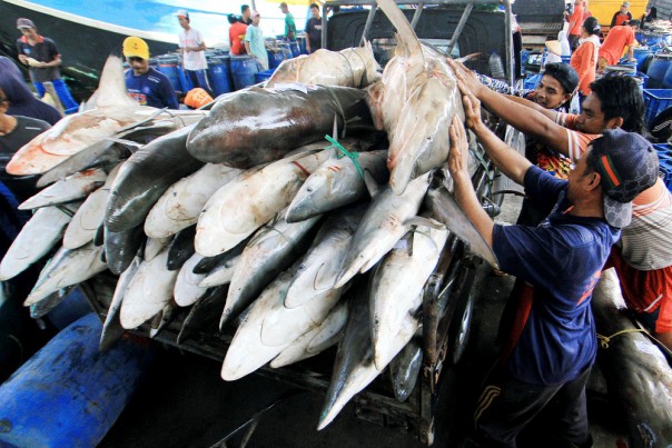 Gangguan Distribusi Telah Melukai Ribuan Nelayan di NTT