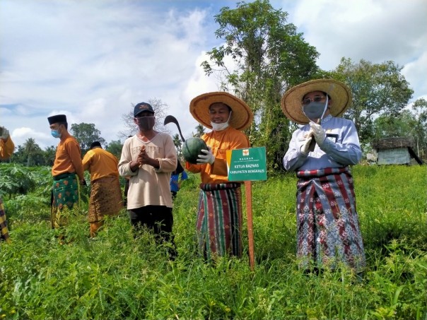 Kelompok Tani Maju Jaya Mustahik Panen Raya, Setelah Dibina Baznas Bengkalis/R24