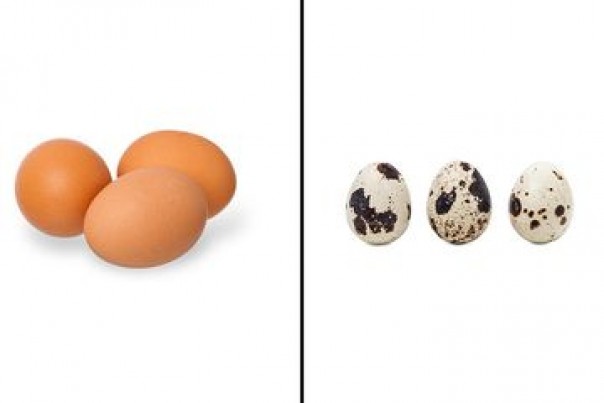 Telur ayam vs telur puyuh