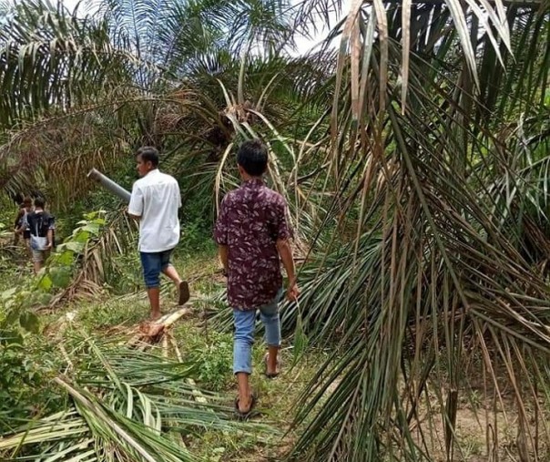 Foto: Kebun kelapa sawit milik warga rusak akibat dilintasi kawanan gajah di Kelurahan Kelayang, Kecamatan Kelayang, Rabu 27 Mei 2020.