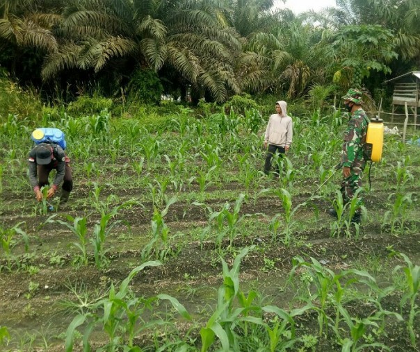 Babinsa Muara Mahat Baru Kopda Yayan saat membantu petani menyiram cairan anti hama di kebun jagung warga, Minggu (7/6/2020). Foto: Istimewa.