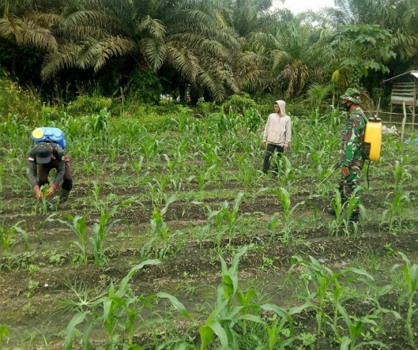 Babinsa Muara Mahat Baru Kopda Yayan saat membantu petani menyiram cairan anti hama di kebun jagung warga, Minggu (7/6/2020). Foto: Istimewa.