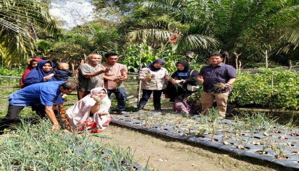 Anggota DPRD Kuansing Fedrios Gusni bersama petani melakukan panen/R24