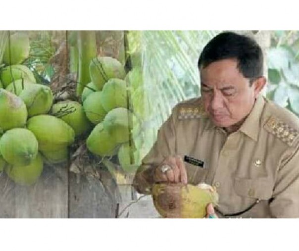 Bupati Inhil, HM Wardan tengah menikmati kelapa muda