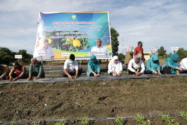 Bupati Siak Alfedri melakukan Tanam Perdana secara simbolis tanaman semangka tumpang sari dengan sayuran kelompok tani Taruna Tani Jaya Agung, yang berlokasi di area Komplek Perkantoran Tanjung Agung, Rabu 24 Juni 2020.
