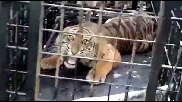 Harimau masuk perangkap di Solok/net