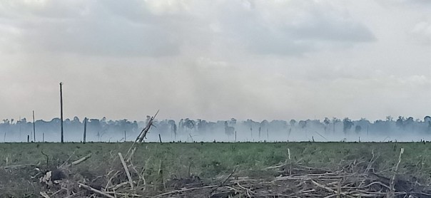 Konsesi Arara Abadi yang terbakar sekitar 20 hektar di Desa Merbau, Pelalawan/R24