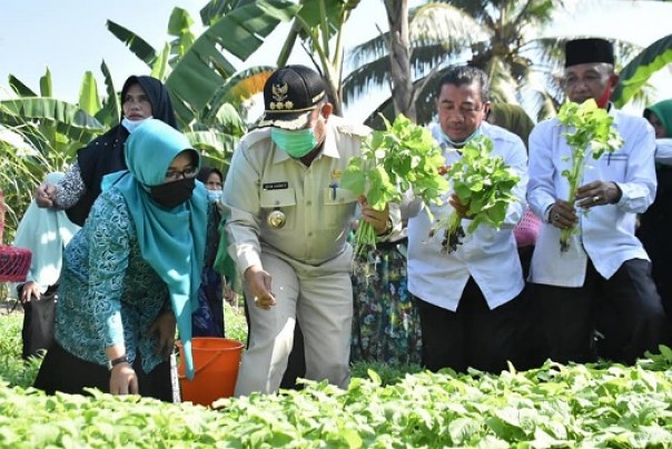 Bupati Kampar, Catur Sugeng Susanto saat panen perdana program OCU Mapan di Kelurahan Langgini, Bangkinang