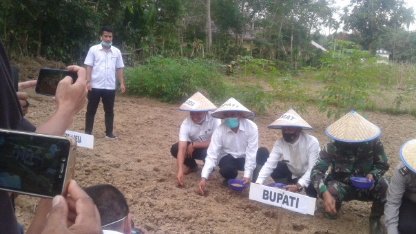 Bupati Kuansing H. Mursini melakukan Penyemaian Perdana di Hamparan Desa Kinali/R24