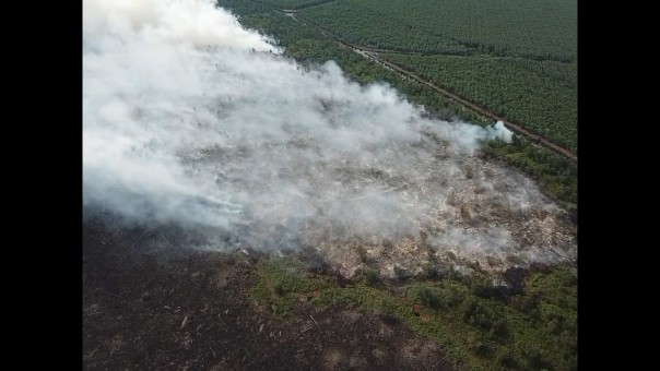 Lahan Milik PT SRL dan PT Priatama Terbakar di Rupat Bengkalis/R24