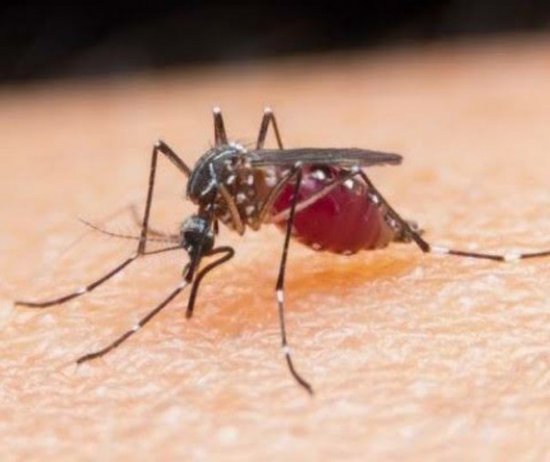 Ilustrasi nyamuk Aedes Aegyti.