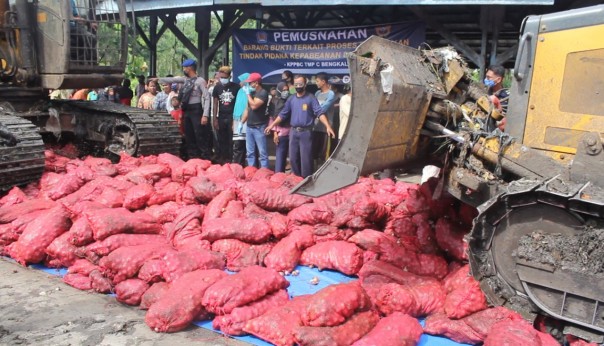 BC Bengkalis Musnahkan 1.555 Karung Bawang Merah Illegal dengan Buldozer/R24