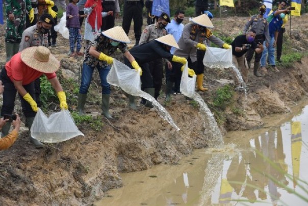 Penaburan bibit ikan di kolam milik kelompok tani di Desa Talang Jerinjing, sebagai Kampung Tangguh, Kams 9 Juli 2020