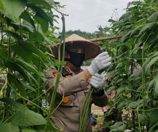 Kapolres Pelalawan AKBP Indra Wijatmiko saat memanen kacang panjang usai meresmikan program Jaga Kampung, Kamis (9/7/2020). Foto: Istimewa.