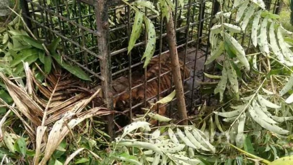 Masih Belajar Berburu, Harimau Betina Masuk Perangkap di Pemukiman Warga Pariaman/Langgam