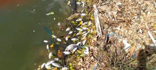 Ribuan ekor ikan jenis nila mati mendadak dan mengambang di atas air di Objek Wisata Danau Raja Rengat.