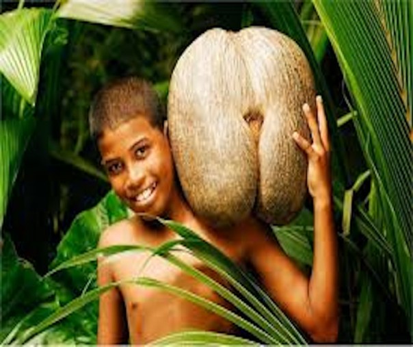 Pauh janggi sedang diangkat oleh anak-anak (foto: Istimewa/internet)