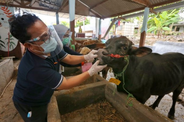 petugas periksa kseshatan sapi sebelum disemblih/suryakepri