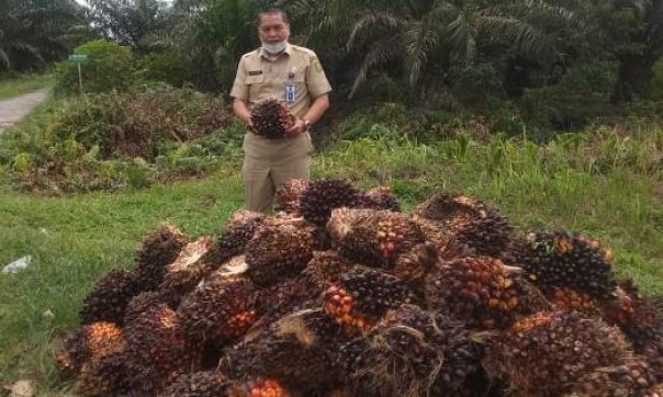 Kabid Pengolahan dan Pemasaran Disbun Riau, Defris Hatmaja