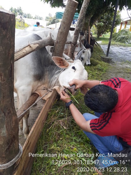 Dinas Pertanian Bengkalis Periksa Kesehatan 1.200 Hewan Qurban/R24