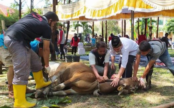 Pemotongan sapi kurban di Masjid Daarul Abrar di Komplek Kantor DPRD Riau