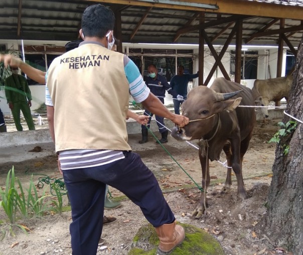 Petugas kesehatan hewan saat membanti proses pemotongan hewan kurban di halaman Masjid Nursalim Kompleks Mal Pelayanan Publik Pekanbaru, Senin (3/8/2020). Foto: Surya/Riau1.