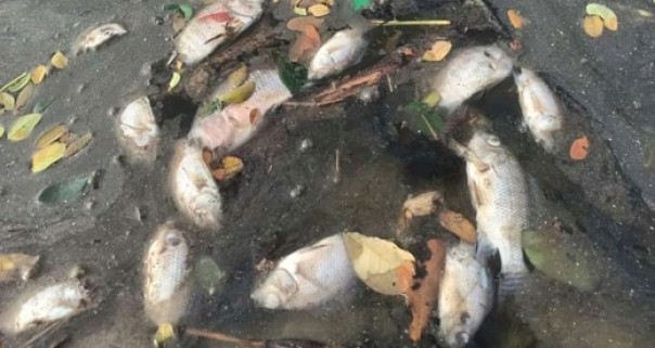Ikan nila yang mati mengambang di atas permukaan air di Objek Wisata Danau Raja Rengat beberapa waktu lalu