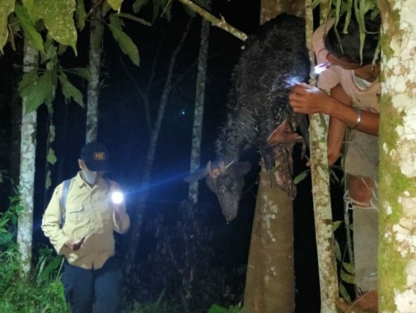 Kambing yang diserang beruang madu/BKSDA