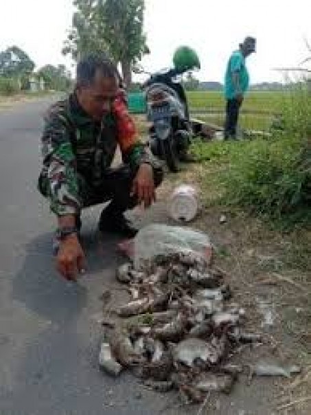 Tikus-tikus hasil buruan di sawah/net