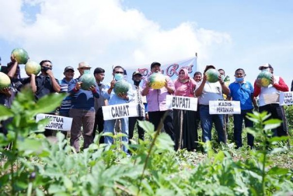 Panen Raya di Kecamatan Tualang