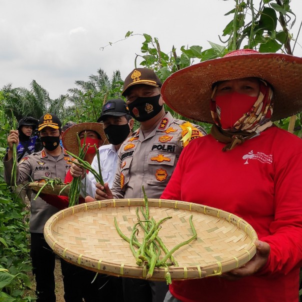 Kabaharkam Komjen Agus bersama Kapolda Riau Irjen Agung memanen kacang panjang di lahan Jaga Kampung di Kabupaten Roghil, Rabu 26 Agustus 2020. (Jadi)