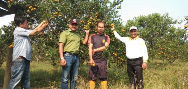 Para petani berfoto di lahan jeruk sebelum pandemi COVID-19/ist