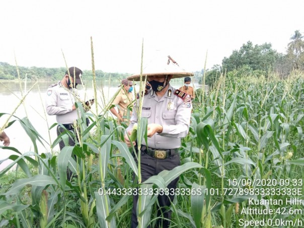 Kapolsek dan Camat Kuantan Hilir Panen Jagung Perdana Dilahan Jaga Kampung di Desa Pelukahan