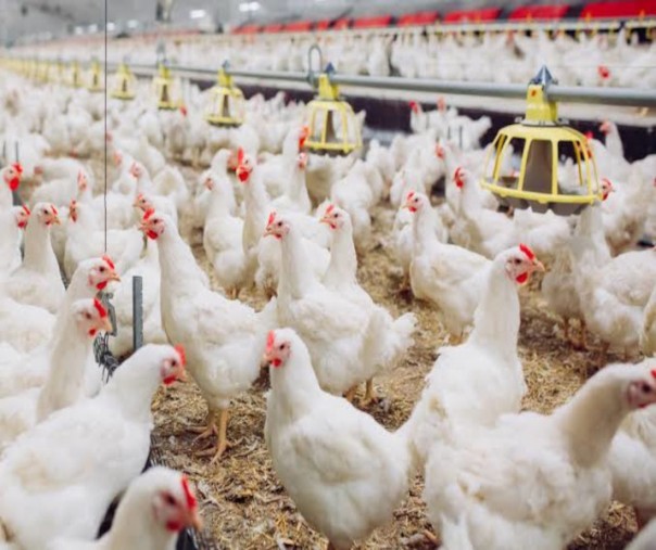 Peternakan ayam potong (foto: Istimewa/internet)