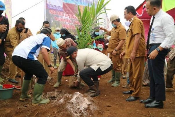 Penanaman Sawit di Solok Selatan/net