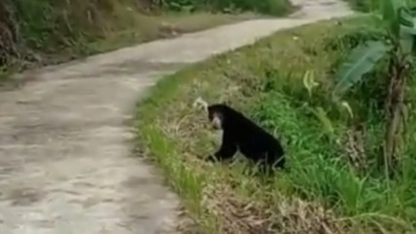 Beruang Madu Muncul di Jalan Umum Kelok 44 Agam Sumbar/langgam