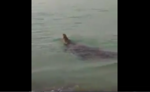 buaya besar di Pulau Putri Batam/net