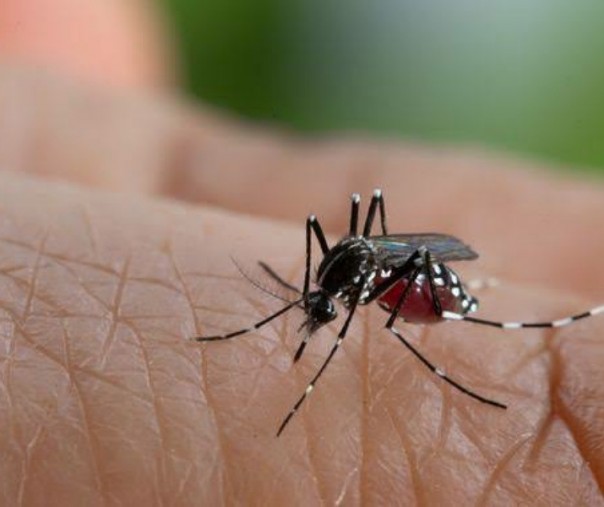 Ilustrasi nyamuk Aedes Aegyti.