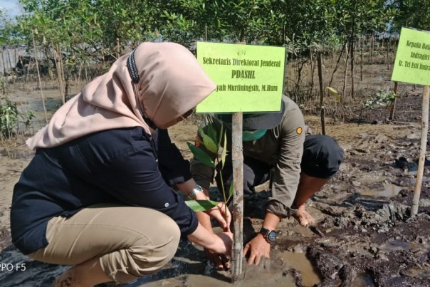 Penanaman mangrove