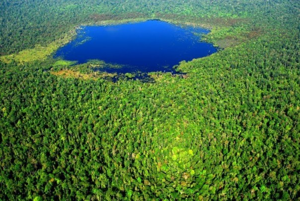 Hutan Riau