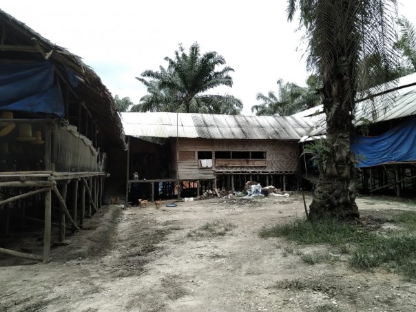 Kandang ayam milik pengusaha ayam potong di Tualang