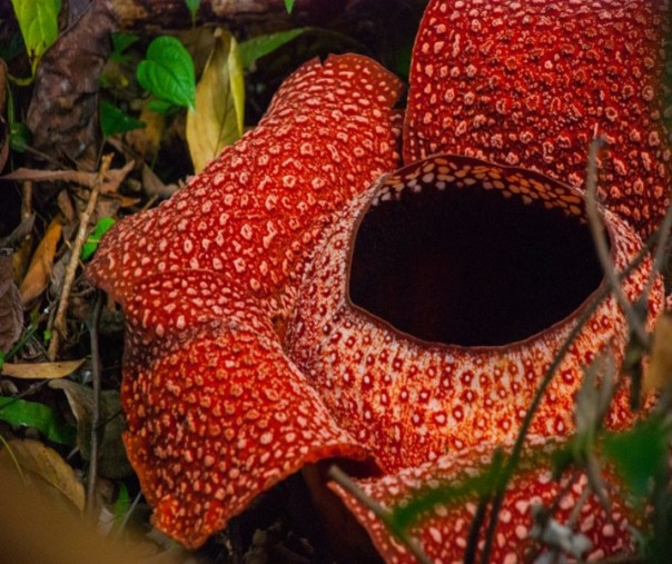 Raflesia arnoldii (Foto: Istimewa/internet)