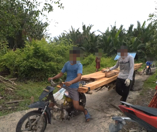 Aksi pembalakan liar di Desa Sungai Tohor, Kepulauan Meranti, Riau (Foto: Azhar Saputra/Riau1.com)