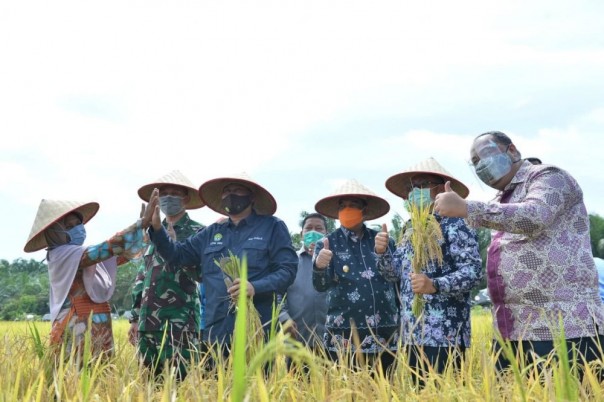 Panen Raya di Kampar