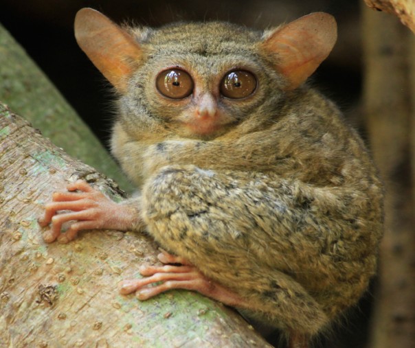 Tarsius (Foto: Istimewa/internet)