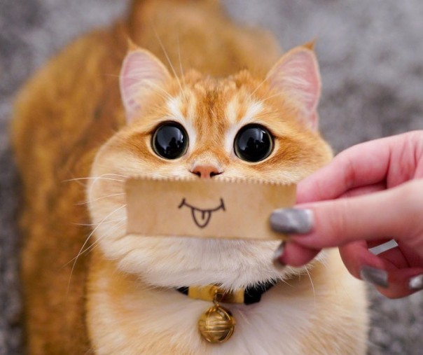 Ilustrasi kucing (Foto: Istimewa/internet)