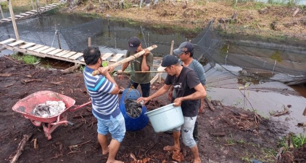 Ketahanan Pangan, DPP APPI Panen Satu Ton Lele dalam Dua Bulan