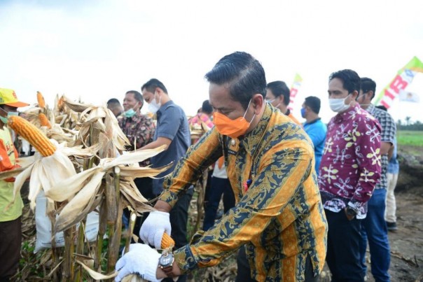 Saat panen raya