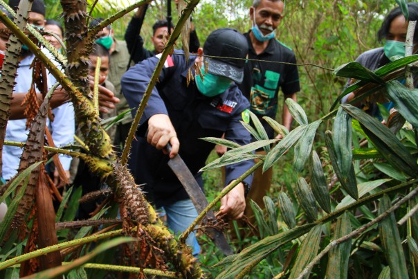 Kadis LHK Riau Tinjau Lahan Jernang Terbesar di Riau/R24