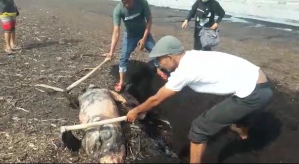 petugas mengubur Dugong yang mati di pantai Dumai/N24